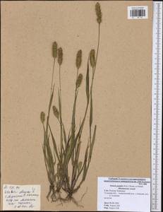 Setaria pumila (Poir.) Roem. & Schult., Eastern Europe, Central region (E4) (Russia)