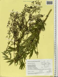 Thalictrum flavum L., Eastern Europe, Central region (E4) (Russia)