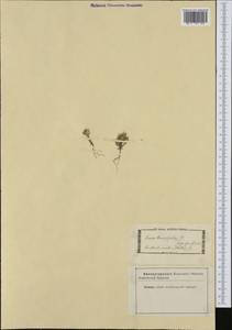 Filago pyramidata L., Western Europe (EUR) (Italy)