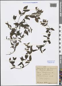 Lathyrus laxiflorus (Desf.) Kuntze, Caucasus, Black Sea Shore (from Novorossiysk to Adler) (K3) (Russia)