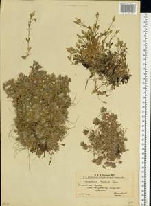 Cerastium alpinum subsp. lanatum (Lam.) Cesati, Eastern Europe, West Ukrainian region (E13) (Ukraine)