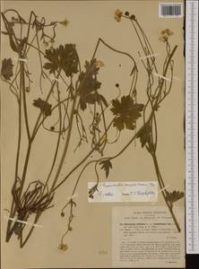 Ranunculus neapolitanus Ten., Western Europe (EUR) (Croatia)
