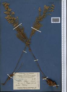 Limonium otolepis (Schrenk) Kuntze, Middle Asia, Syr-Darian deserts & Kyzylkum (M7) (Uzbekistan)