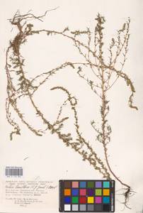 Bassia laniflora (S. G. Gmel.) A. J. Scott, Eastern Europe, Lower Volga region (E9) (Russia)