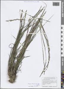 Elymus violaceus (Hornem.) J.Feilberg, Eastern Europe, Moscow region (E4a) (Russia)