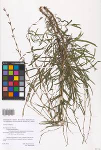 Lactuca saligna L., Eastern Europe, Central forest-and-steppe region (E6) (Russia)