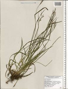 Carex distans L., Eastern Europe, Middle Volga region (E8) (Russia)
