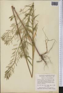 Erysimum cheiranthoides L., America (AMER) (Canada)