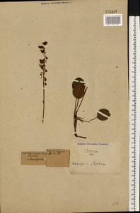Pyrola rotundifolia L., Eastern Europe, North-Western region (E2) (Russia)