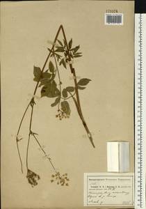 Chaerophyllum aromaticum L., Eastern Europe, Central region (E4) (Russia)