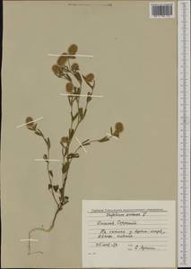 Trifolium arvense L., Western Europe (EUR) (Italy)