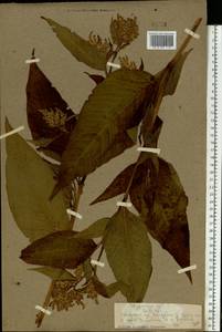 Koenigia weyrichii (F. Schmidt) T. M. Schust. & Reveal, Eastern Europe, North-Western region (E2) (Russia)