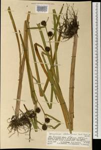 Sparganium stoloniferum (Buch.-Ham. ex Graebn.) Buch.-Ham. ex Juz., Mongolia (MONG) (Mongolia)