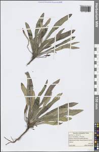 Oenothera × ammophila Focke, Eastern Europe, North-Western region (E2) (Russia)