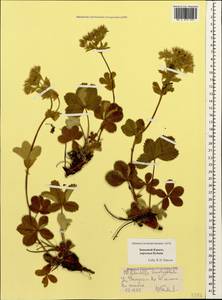 Potentilla brachypetala Fisch. & C. A. Mey. ex Lehm., Caucasus, Stavropol Krai, Karachay-Cherkessia & Kabardino-Balkaria (K1b) (Russia)