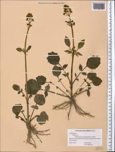 Valeriana ficariifolia Boiss., Middle Asia, Kopet Dag, Badkhyz, Small & Great Balkhan (M1) (Turkmenistan)
