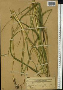 Elymus dahuricus Turcz. ex Griseb., Siberia, Russian Far East (S6) (Russia)