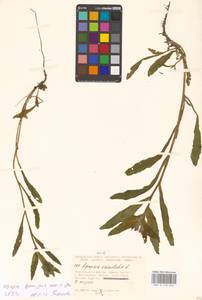 Lycopsis arvensis subsp. orientalis (L.) Kusn., Eastern Europe, Lower Volga region (E9) (Russia)