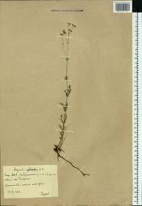 Galium xeroticum (Klokov) Pobed., Eastern Europe, Eastern region (E10) (Russia)