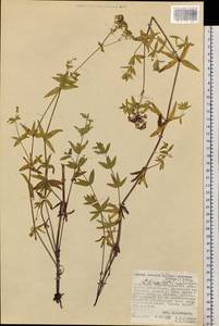 Galium amurense Pobed., Siberia, Russian Far East (S6) (Russia)