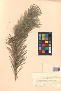 Pinus sylvestris L., Eastern Europe, Moscow region (E4a) (Russia)