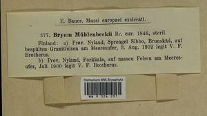 Imbribryum muehlenbeckii (Bruch & Schimp.) N. Pedersen, Bryophytes, Bryophytes - Western Europe (BEu) (Finland)