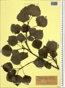 Populus tremula L., Caucasus, Dagestan (K2) (Russia)