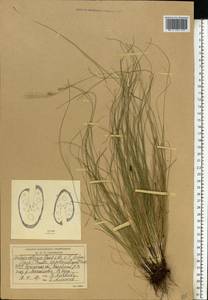 Festuca beckeri (Hack.) Trautv., Eastern Europe, South Ukrainian region (E12) (Ukraine)