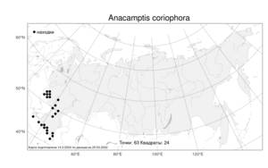 Anacamptis coriophora (L.) R.M.Bateman, Pridgeon & M.W.Chase, Atlas of the Russian Flora (FLORUS) (Russia)