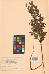 Salix myrtilloides L., Siberia, Russian Far East (S6) (Russia)