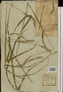 Alopecurus pratensis × arundinaceus, Eastern Europe, Latvia (E2b) (Latvia)