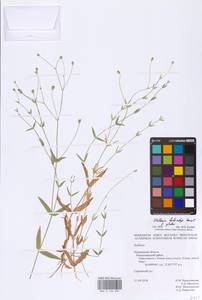 Stellaria hebecalyx Fenzl, Eastern Europe, Northern region (E1) (Russia)