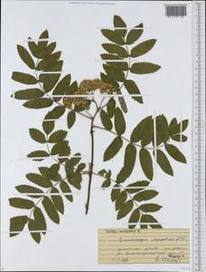 Sorbus aucuparia L., Eastern Europe, Middle Volga region (E8) (Russia)