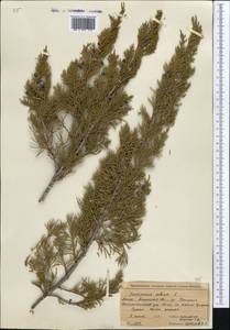 Juniperus sabina L., Middle Asia, Northern & Central Tian Shan (M4) (Kazakhstan)