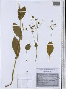 Bupleurum longifolium, Western Europe (EUR) (Germany)