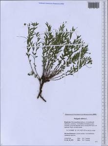 Polygala sibirica L., Siberia, Baikal & Transbaikal region (S4) (Russia)