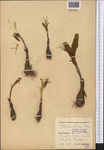 Colchicum luteum Baker, Middle Asia, Pamir & Pamiro-Alai (M2) (Uzbekistan)