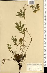 Potentilla tanacetifolia Willd. ex D. F. K. Schltdl., Mongolia (MONG) (Mongolia)