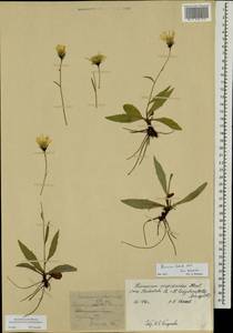 Hieracium laterale Norrl., Eastern Europe, Northern region (E1) (Russia)