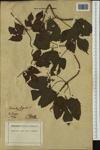 Humulus lupulus L., Western Europe (EUR) (Germany)