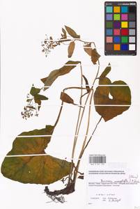 Brunnera macrophylla (Adams) I. M. Johnst., Eastern Europe, Moscow region (E4a) (Russia)