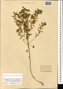 Euphorbia saratoi Ardoino, Caucasus, North Ossetia, Ingushetia & Chechnya (K1c) (Russia)