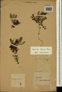 Asperula cretacea Willd. ex Roem. & Schult., Crimea (KRYM) (Russia)