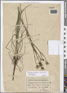Tragopogon podolicus Besser ex DC., Eastern Europe, Lower Volga region (E9) (Russia)