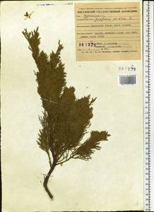 Juniperus sabina L., Eastern Europe, Middle Volga region (E8) (Russia)