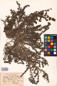 Galium humifusum M.Bieb., Middle Asia, Caspian Ustyurt & Northern Aralia (M8) (Kazakhstan)