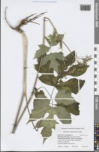 Heracleum dissectum Ledeb., Siberia, Russian Far East (S6) (Russia)