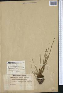 Equisetum variegatum Schleich., Western Europe (EUR) (Belgium)