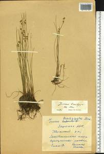 Juncus brachyspathus Maxim., Siberia, Yakutia (S5) (Russia)