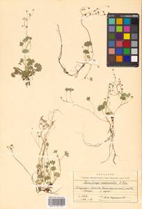 Micranthes nudicaulis (D. Don) Gornall & H. Ohba, Siberia, Russian Far East (S6) (Russia)